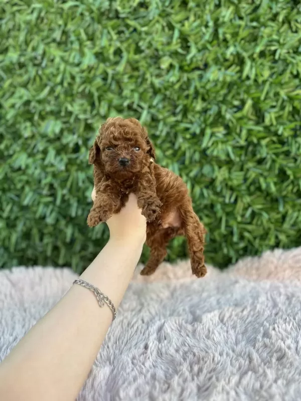 Rezerve Açık Toy Poodle Bebekler