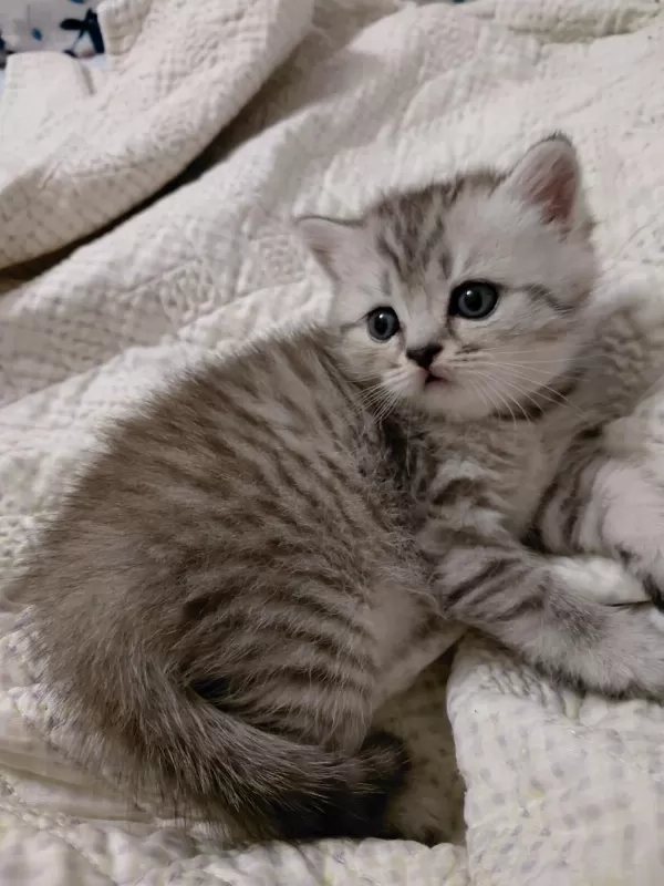 Safkan British Shorthair