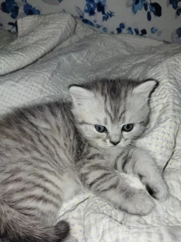 Safkan British Shorthair