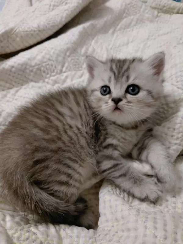 Safkan British Shorthair