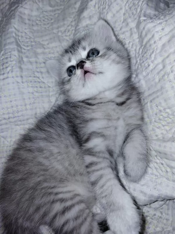 Safkan British Shorthair