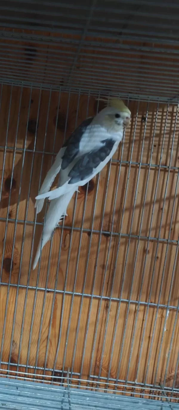 Sultan Papağanı Özel Renkler