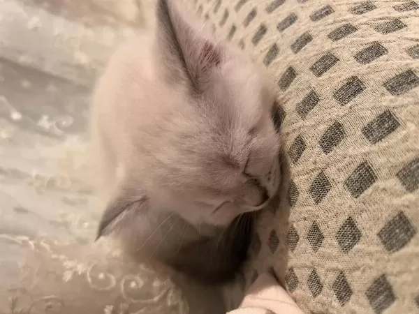 2.5 Aylık British Shorthair Kedi Sahiplendirme İlanıdır