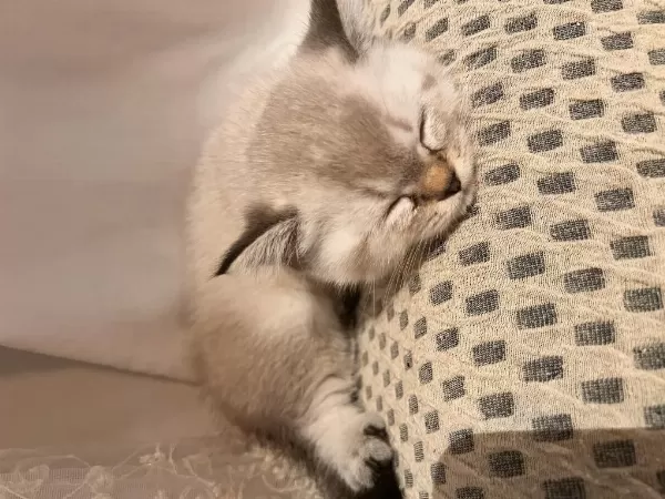 2.5 Aylık British Shorthair Kedi Sahiplendirme İlanıdır