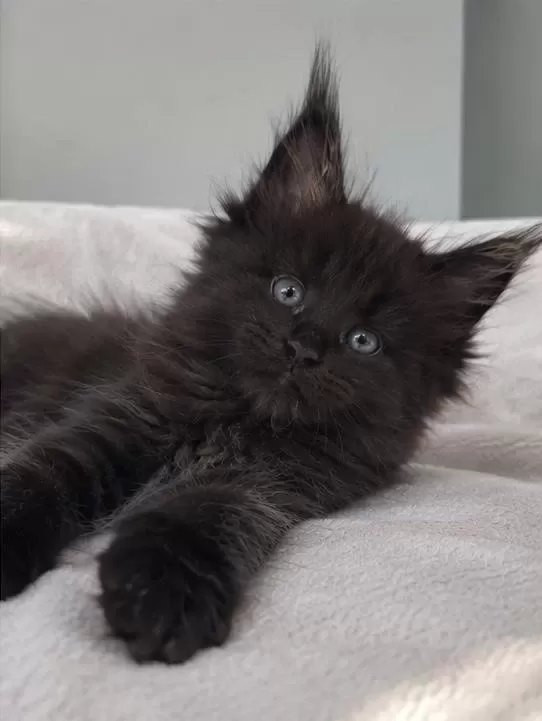 Dev Maine Coon Erkek Siyah Yavru