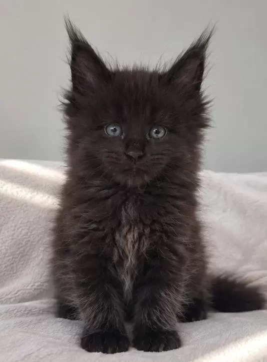 Dev Maine Coon Erkek Siyah Yavru