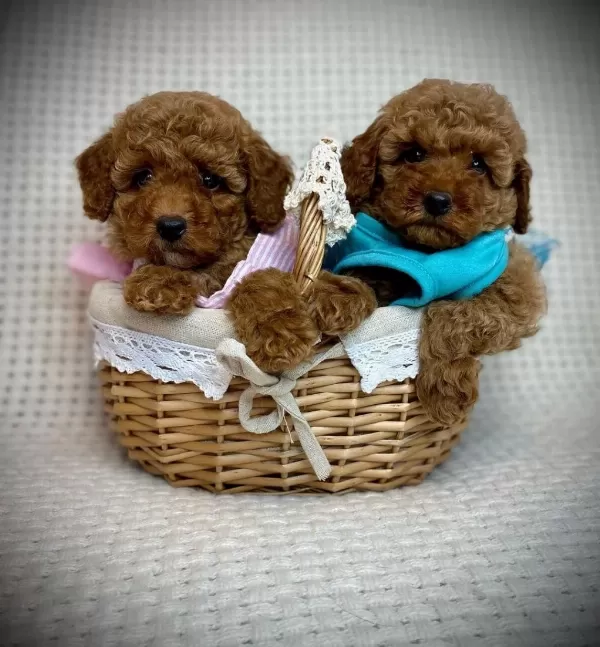 Toy Poodle Yavrulari