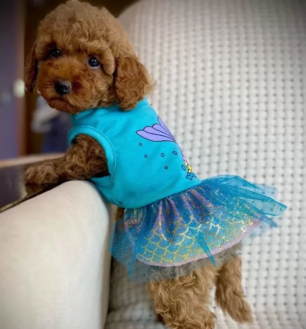 Toy Poodle Yavrulari