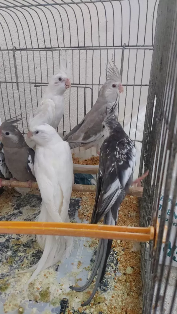 6 Aylık Sultan Papağanlar