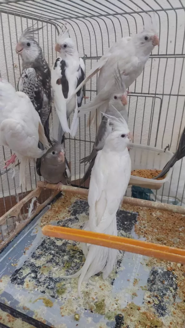 6 Aylık Sultan Papağanlar
