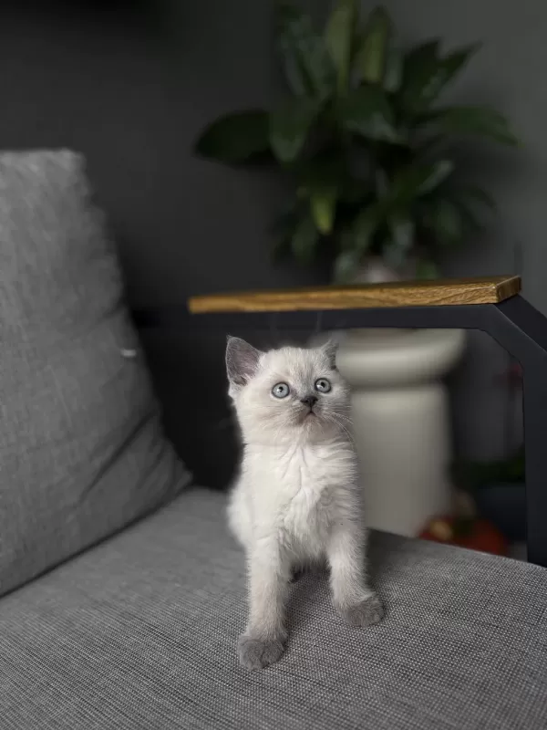 British Shorthair Blue Point Yavrularim
