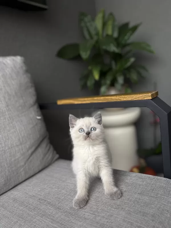 British Shorthair Blue Point Yavrularim