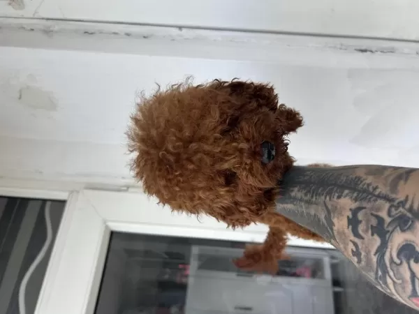 Toy Poodle Kore Kan Esleme İlanı