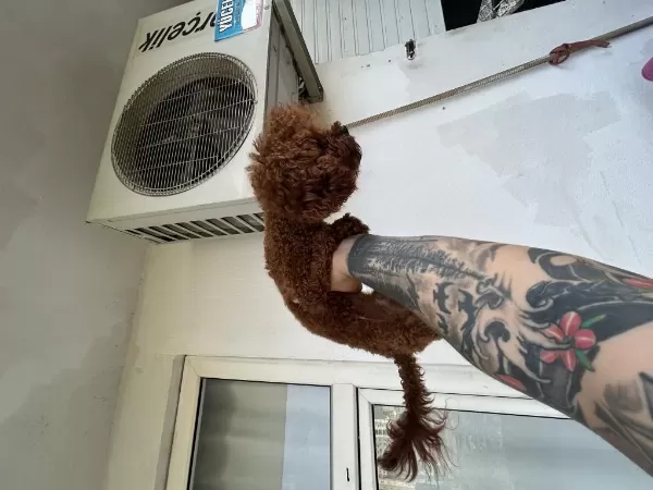 Toy Poodle Kore Kan Esleme İlanı