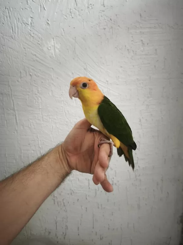 Full Evcil Caique Bebekler