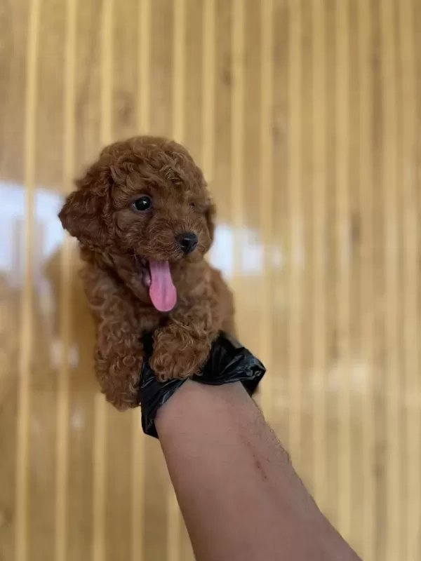 Toy Poodle Bebekler Referans Yavru