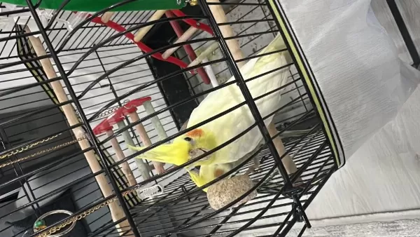 1,5 Yaşında Sultan Papağanı