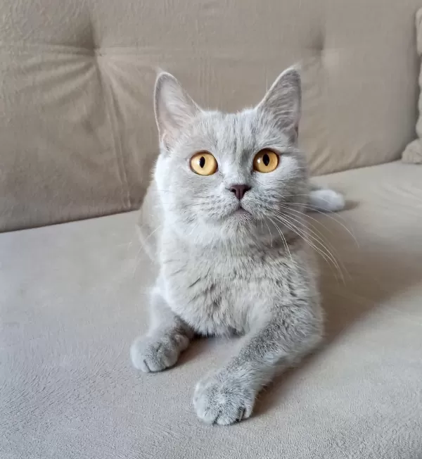 4 Yaşında British Shorthair Dişi Kısır Kediler
