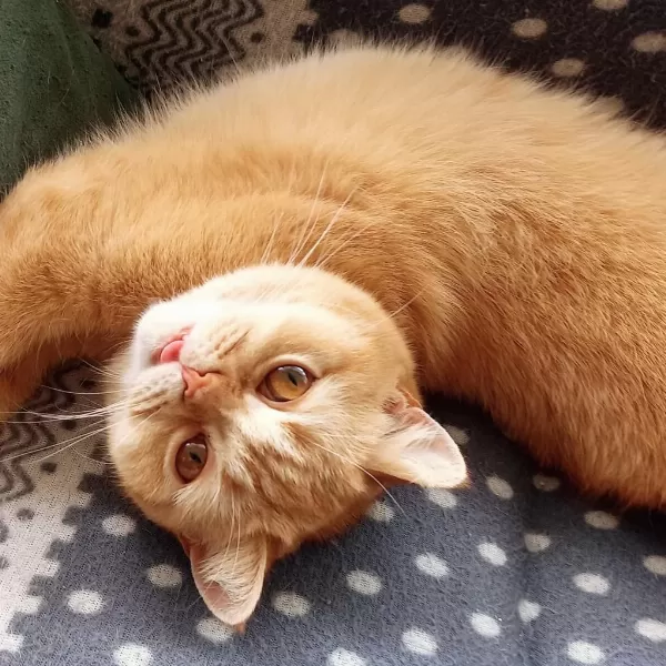 4 Yaşında British Shorthair Dişi Kısır Kediler