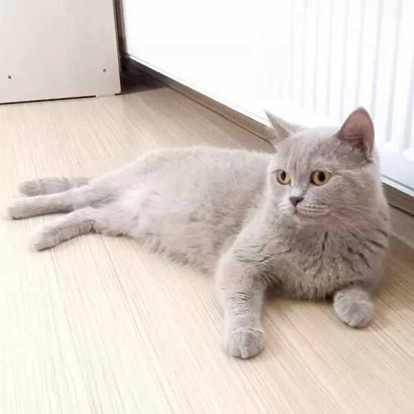4 Yaşında British Shorthair Dişi Kısır Kediler