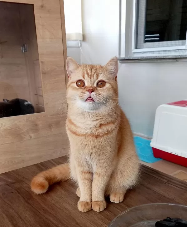 4 Yaşında British Shorthair Dişi Kısır Kediler