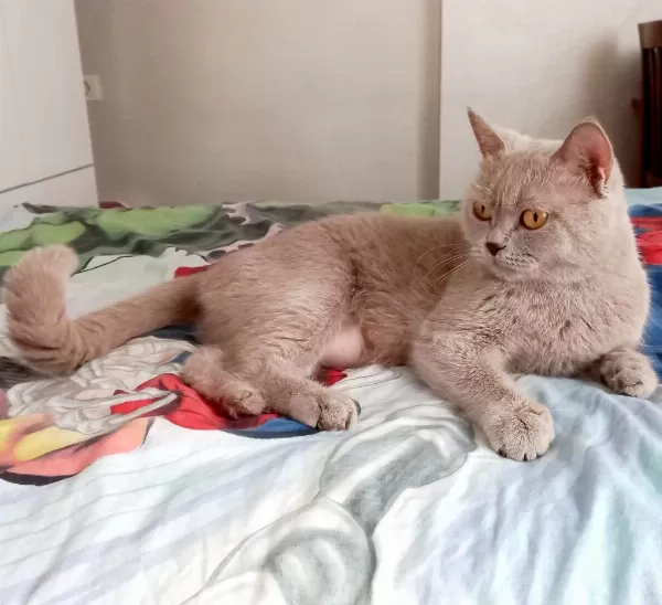 4 Yaşında British Shorthair Dişi Kısır Kediler
