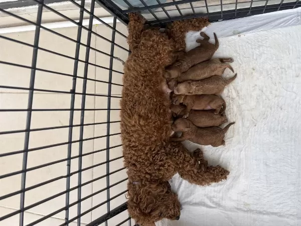 Dişi Erkek Toy Poodle Yavrularımız