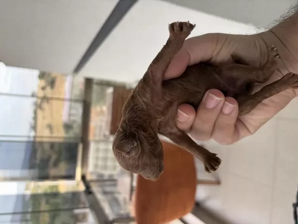 Dişi Erkek Toy Poodle Yavrularımız
