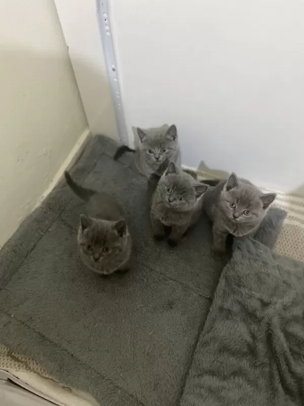 British Shorthair Kedimizi Sahiplendirmek