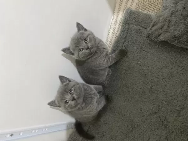 British Shorthair Kedimizi Sahiplendirmek