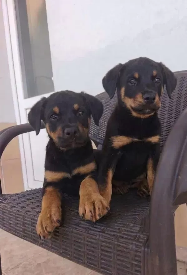Rottweiler Yavruları