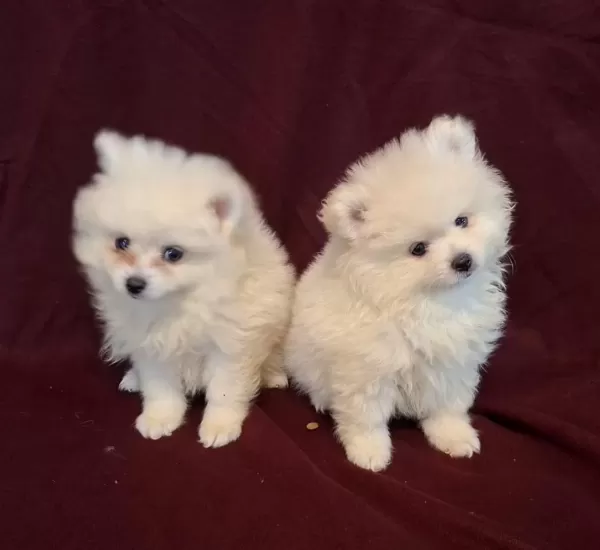 Yeni Evlerine Gitmeye Hazır Köpekler