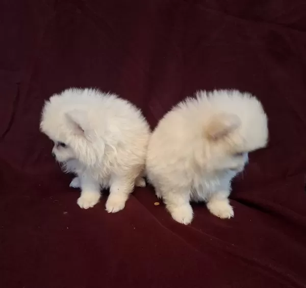 Yeni Evlerine Gitmeye Hazır Köpekler