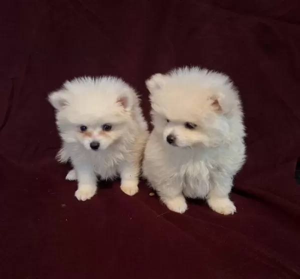 Yeni Evlerine Gitmeye Hazır Köpekler