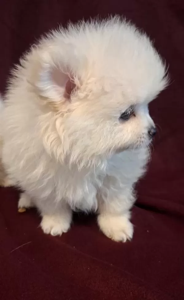Yeni Evlerine Gitmeye Hazır Köpekler