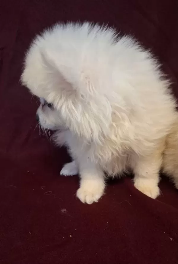 Yeni Evlerine Gitmeye Hazır Köpekler