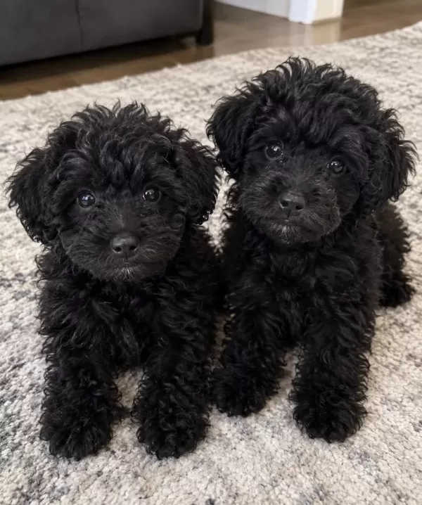Sağlıklı Siyah Poodle