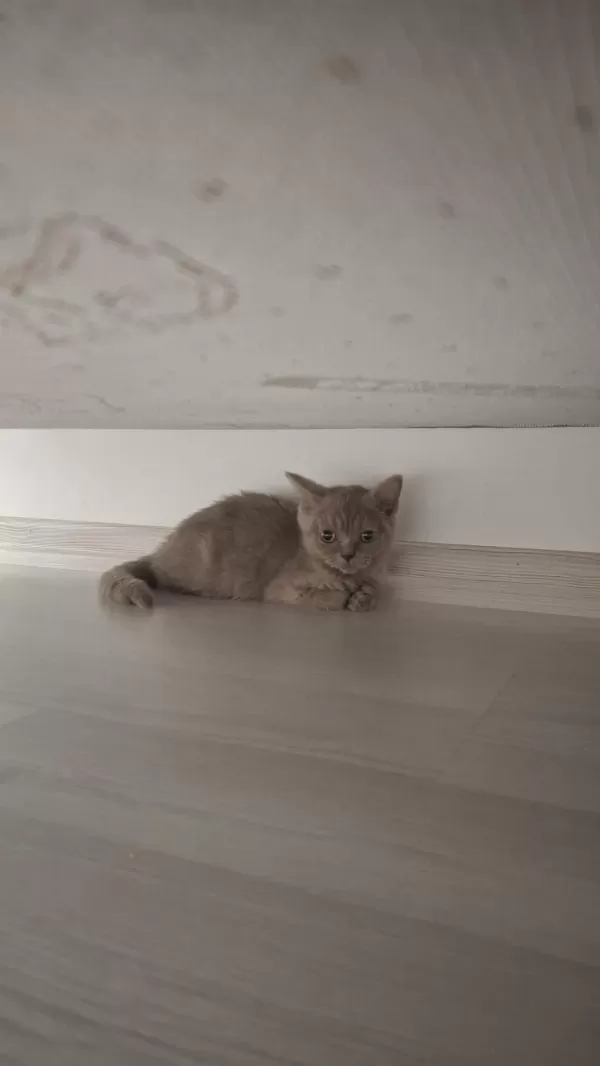 3 Aylık British Shorthair