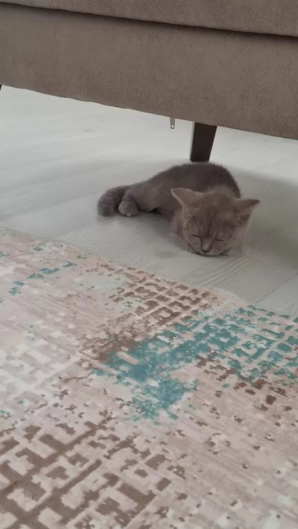 3 Aylık British Shorthair