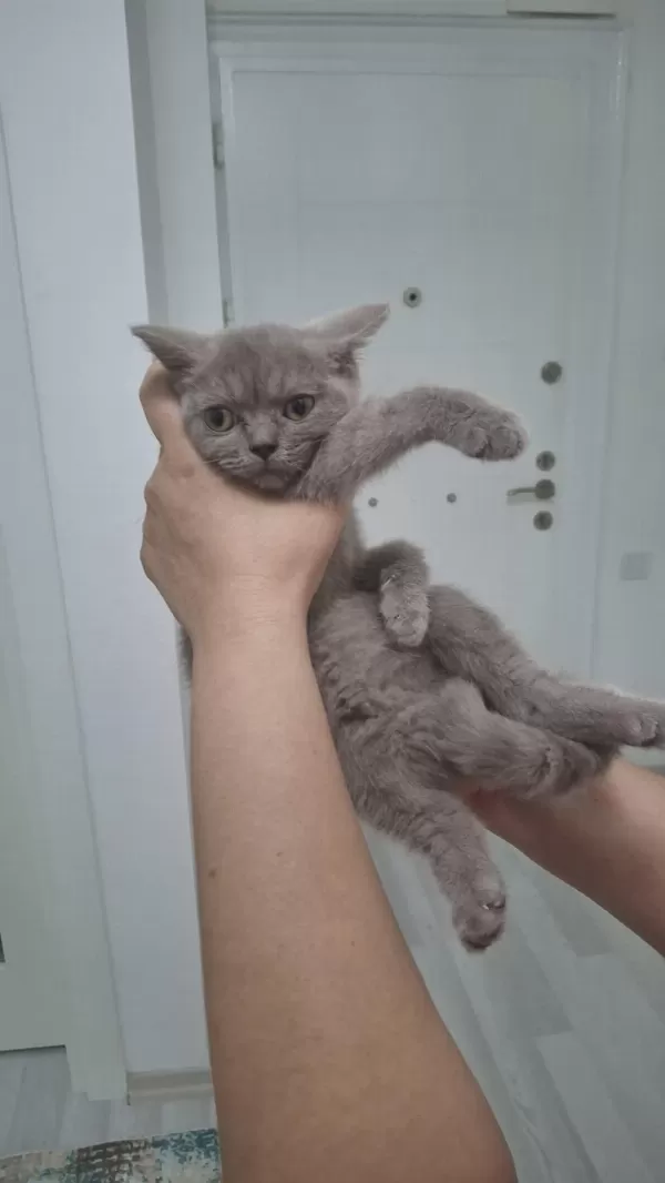 3 Aylık British Shorthair