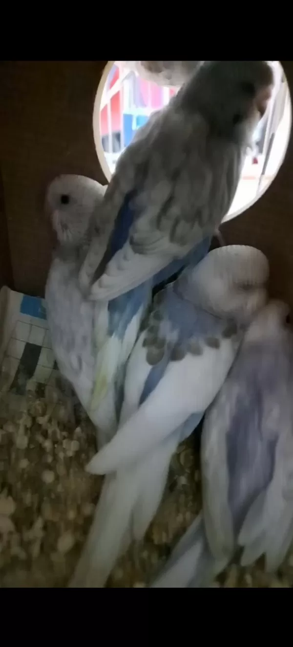 Yeni Yeme Düştü Yavru Muhabbet Kuşu