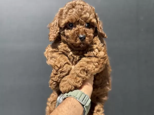 Petmode Köpek Çiftliğinde Ziyarete Açık Toy Poodle