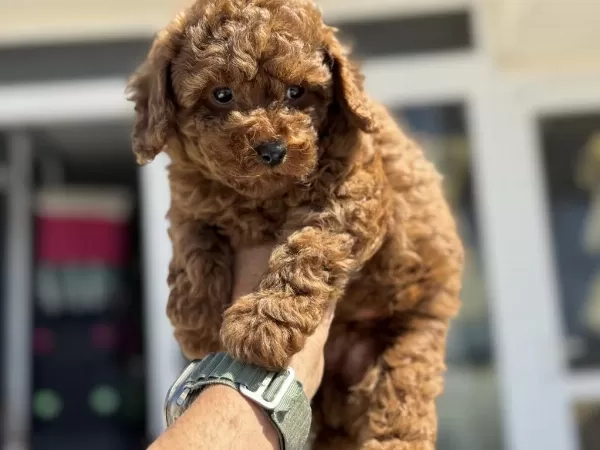 Petmode Köpek Çiftliğinde Ziyarete Açık Toy Poodle