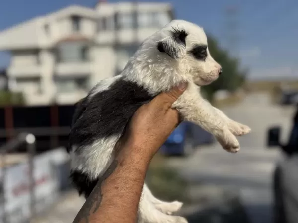 En Güzel Border Collie Yavrularımız