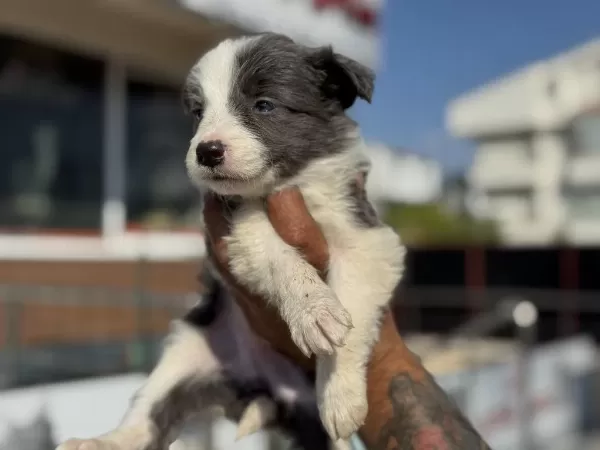 En Güzel Border Collie Yavrularımız