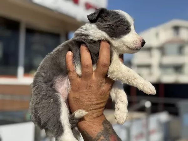 En Güzel Border Collie Yavrularımız