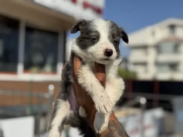 En Güzel Border Collie Yavrularımız