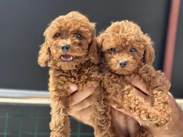 Ankaranın En Seçkin Kore Toy Poodle Yavruları