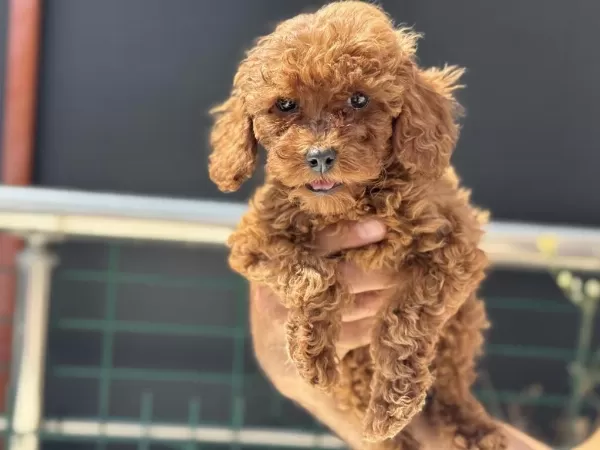 Ankaranın En Seçkin Kore Toy Poodle Yavruları