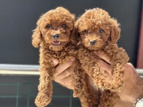 Ankaranın En Seçkin Kore Toy Poodle Yavruları